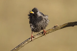 Starlings Collection: Picture No. 11806787