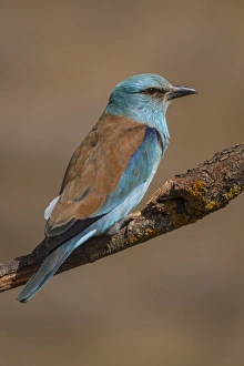 Coracias Garrulus Collection: Picture No. 11806788