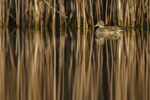 Reeds Prints: Picture No. 11806790
