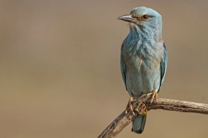 Coracias Garrulus Collection: Picture No. 11806791