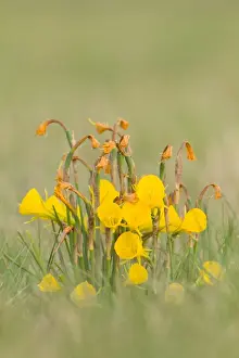 Daffodil Prints: Picture No. 11806792