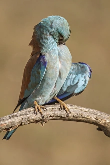 Coracias Garrulus Collection: Picture No. 11806795