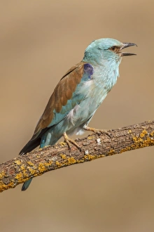 Coracias Garrulus Collection: Picture No. 11806797