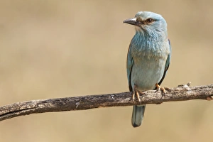 Coracias Garrulus Collection: Picture No. 11806798