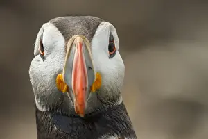 Auks Prints: Picture No. 11806803