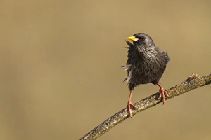 Starlings Collection: Picture No. 11806805