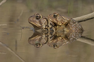 Amplexus Collection: Picture No. 11806808