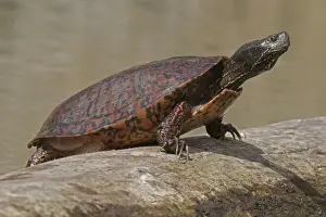 Turtles Prints: Picture No. 11806809