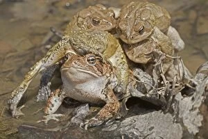 Amplexus Collection: Picture No. 11806810