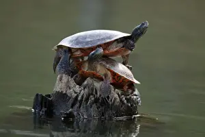 Turtles Prints: Picture No. 11806811