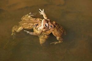 Amplexus Collection: Picture No. 11806812