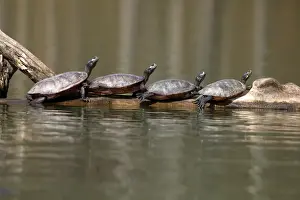 Turtles Prints: Picture No. 11806815