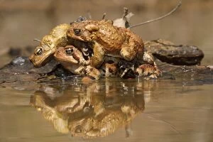 Amplexus Collection: Picture No. 11806817