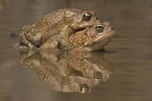 Amplexus Collection: Picture No. 11806819