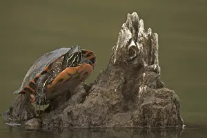 Turtles Prints: Picture No. 11806822