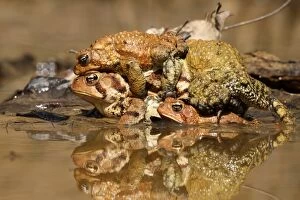 Amplexus Collection: Picture No. 11806824