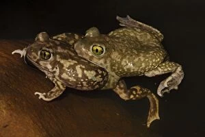 Amplexus Collection: Picture No. 11806829