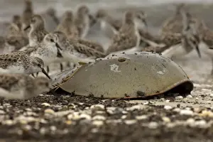 Crabs Prints: Picture No. 11806838