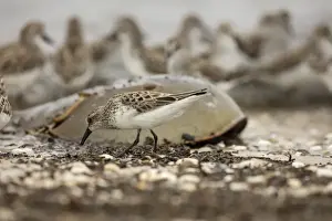 Crabs Prints: Picture No. 11806842