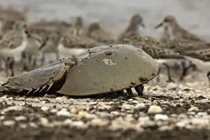 Crabs Prints: Picture No. 11806851
