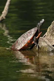 Turtles Prints: Picture No. 11806860