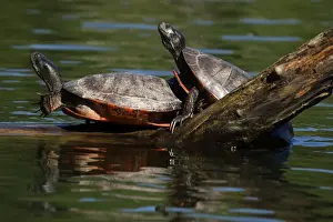 Turtles Prints: Picture No. 11806862