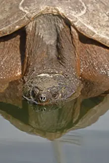 Turtles Prints: Picture No. 11806864