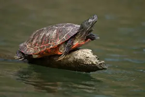 Turtles Prints: Picture No. 11806865