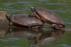 Turtles Prints: Picture No. 11806867