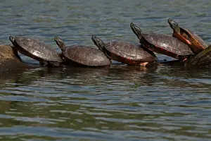 Turtles Prints: Picture No. 11806870