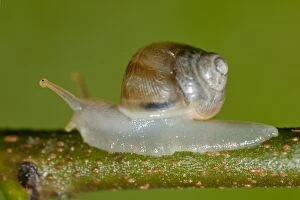 Gastropods Collection: Picture No. 11806876