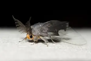 Antennae Prints: Picture No. 11806886