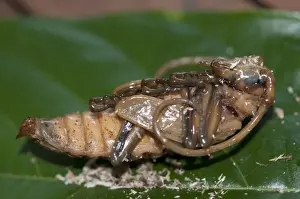 Pupa Prints: Picture No. 11806893