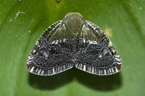 Invertebrate Prints: Picture No. 11806897