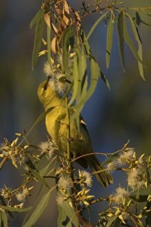 Honeyeater Collection: Picture No. 11806906
