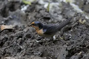 Swallow Prints: Picture No. 11806910