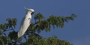Cockatoo Prints: Picture No. 11806912