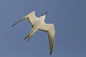 Terns Prints: Picture No. 11806917