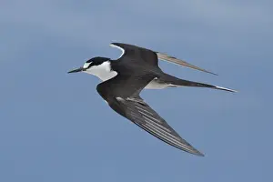 Terns Prints: Picture No. 11806919