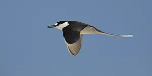 Terns Prints: Picture No. 11806920