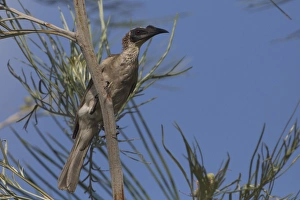 Friarbird Collection: Picture No. 11806921