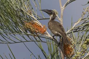 Friarbird Collection: Picture No. 11806922