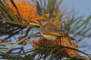 Honeyeater Collection: Picture No. 11806924