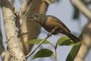 Rufous Prints: Picture No. 11806926