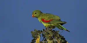 Red Winged Prints: Picture No. 11806927