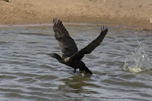 Cormorants Prints: Picture No. 11806942
