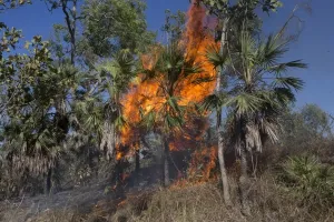 Fires Prints: Picture No. 11806954