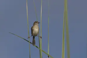 Picture No. 11806957