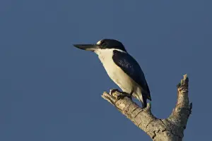Picture No. 11806960