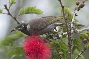 Honeyeater Collection: Picture No. 11806972